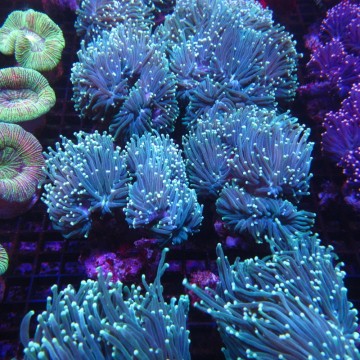 Euphyllia parancora vert fluo 4-6 polypes