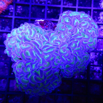 Euphyllia ancora bicolor 8-10 cm 127,50 €