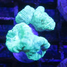 Bouture Caulastreas vert fluo 5-6 polypes 47,50 € Poissondor