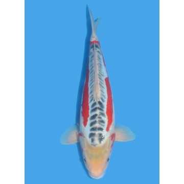 Koï Japon Shusui Nisai éleveur Tanaka taille 38-40 cm 565,00 €