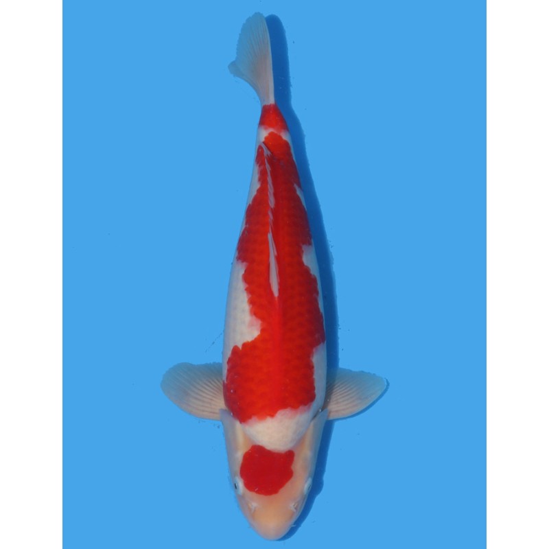 Koï Japon Kohaku Nisai éleveur Dainichi B.L. taille +-45 cm 1,295.00