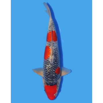 Koï Japon Ginrin Goshiki Nisai éleveur Seiki taille 35-40 cm 430,00 €