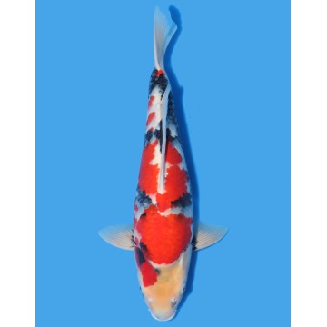 Koï Japon Showa Nisai éleveur Seikiguchi taille 44 cm 1,050.00