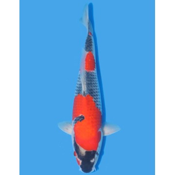 Koï Japon Goshiki Nisai éleveur Kanno taille +-30 cm 695,00 €