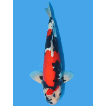 Koï Japon Doitsu Showa Nisai éleveur Ikarashi taille 45-50 cm 985,00 €