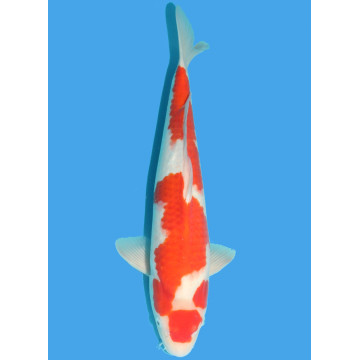 Koï Japon Kohaku Sansai éleveur Himitsu taille 46 cm 595,00 €