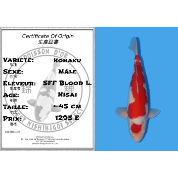 Koï Japon Kohaku Nisai éleveur Dainichi B.L. taille +-45 cm 1,295.00