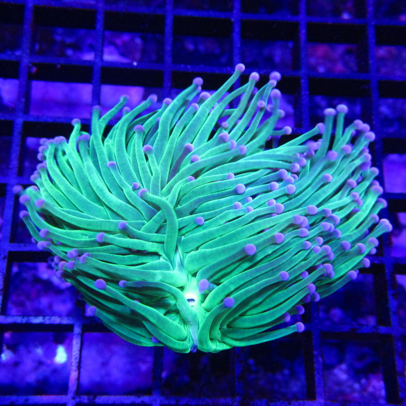 Bouture Euphyllia Glabrescens vert à pointes mauves