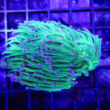 Bouture Euphyllia Glabrescens vert à pointes mauves