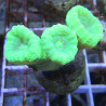 Bouture Caulastreas vert fluo 5-6 polypes 47,50 € Poissondor