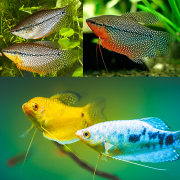 Trichogaster Trichopterus - Gouramis assortis 7-8 cm lot de 4