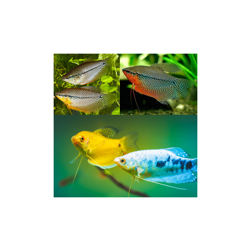 Trichogaster Trichopterus - Gouramis assortis 6-8 cm lot de 2 12,50 €