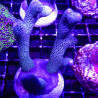 Bouture Montipora digittata à polypes bleus 23,00 € Poissondor