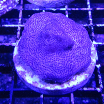 Bouture Montipora blu rim