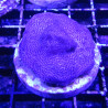 Bouture Montipora blu rim