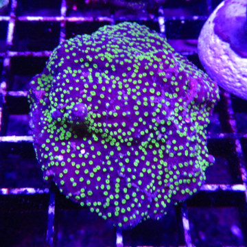 Bouture Montipora alabama