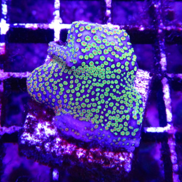 Bouture Montipora alabama