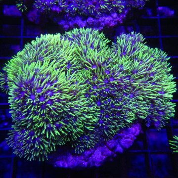 Pachyclavularia violacea vert coeur blanc 6-7 cm 29,50 €