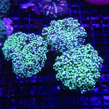 Euphyllia Yaeyamaensis Indo culture 8-10 cm