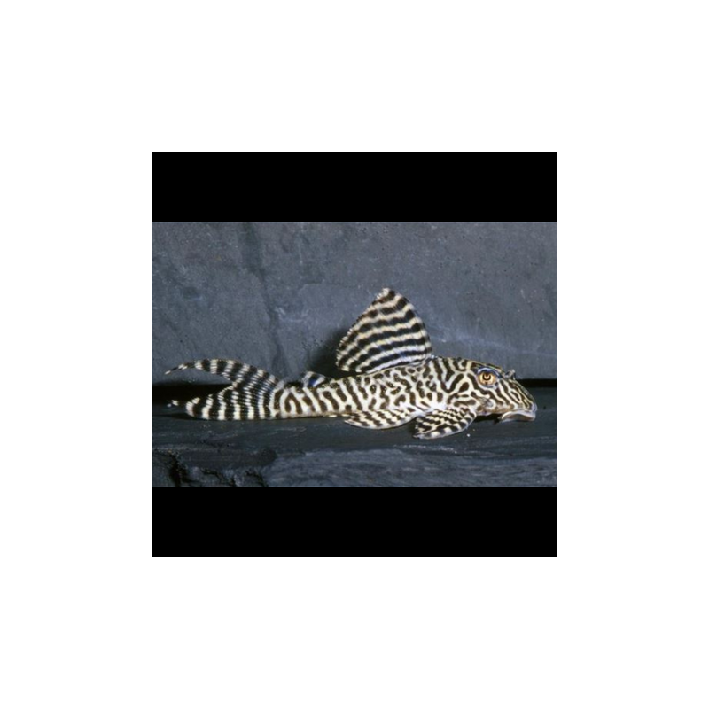 Peckolita King Tiger L066 4-5 cm 32,50 €