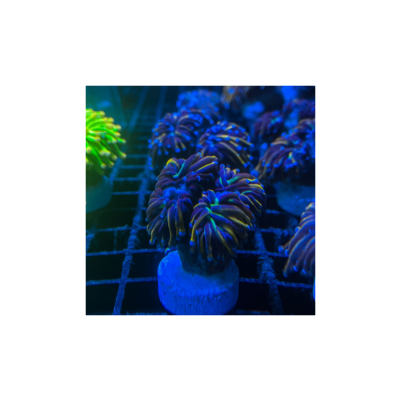 Euphyllia Golden Torch  (2 polypes)