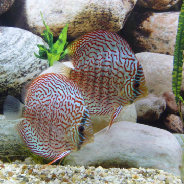 Discus German Wonder Stendker élevage Allemand 10cm