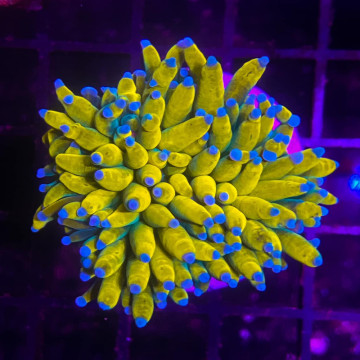 WYSYWYG : Bouture Euphyllia glabrescens  "tiger"