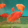 Astronotus Ocellatus Red Chili 39,50 €