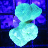 Bouture Caulastreas vert fluo 3-4 polypes 29,50 €