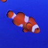 Amphiprion Ocellaris : 2.5-4 cm  elevage