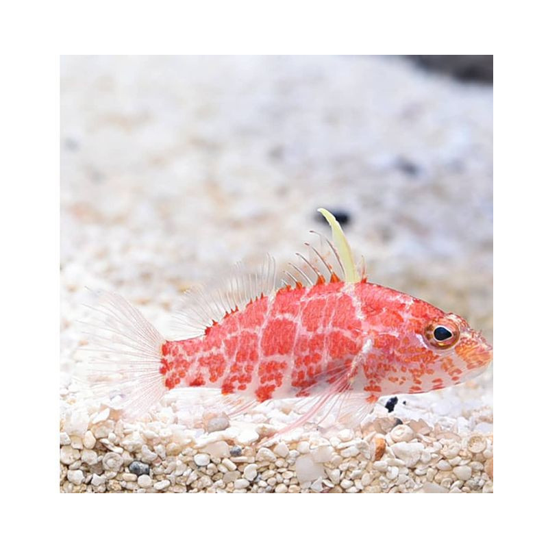 Plectranthias inermis 2-4 cm 44,00 €