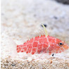 Plectranthias inermis 2-4 cm 44,00 €