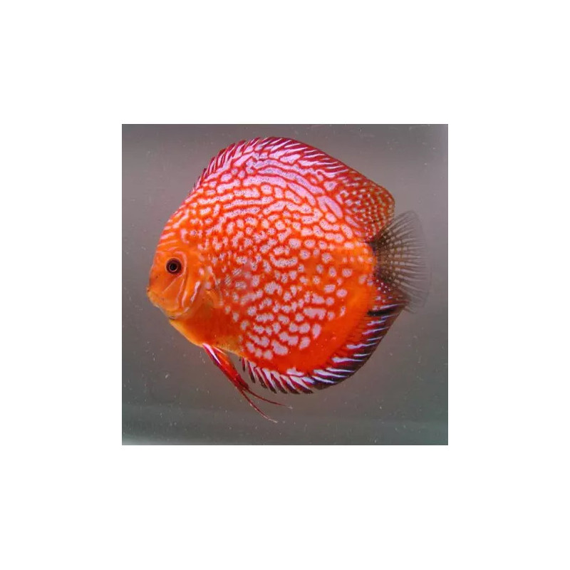 Discus Checkerboard Stendker d'élevage 12cm lot de 2 