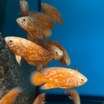 Astronotus Ocellatus-Oscar Tigre Rouge 5-6cm