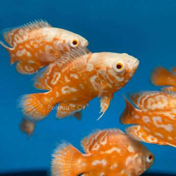 Astronotus Ocellatus Oscar Némo (Ultra Red Special)  37,50 €