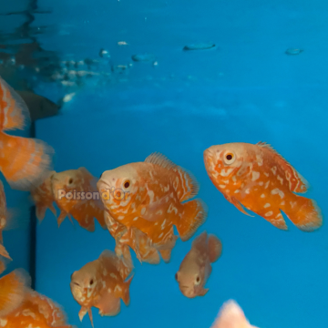 Astronotus Ocellatus-Oscar Tigre Rouge 5-6cm