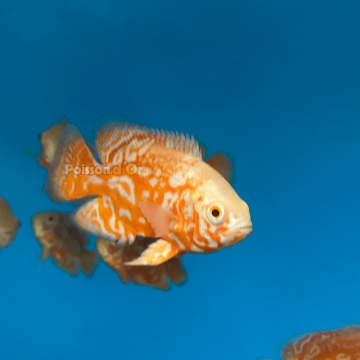 Astronotus Ocellatus-Oscar Tigre Rouge 5-6cm