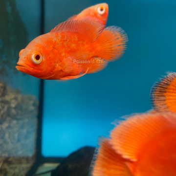 Astronotus Ocellatus-Oscar Tigre Rouge 5-6cm