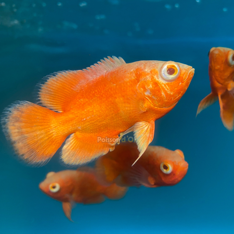 Astronotus Ocellatus-Oscar Tigre Rouge 5-6cm