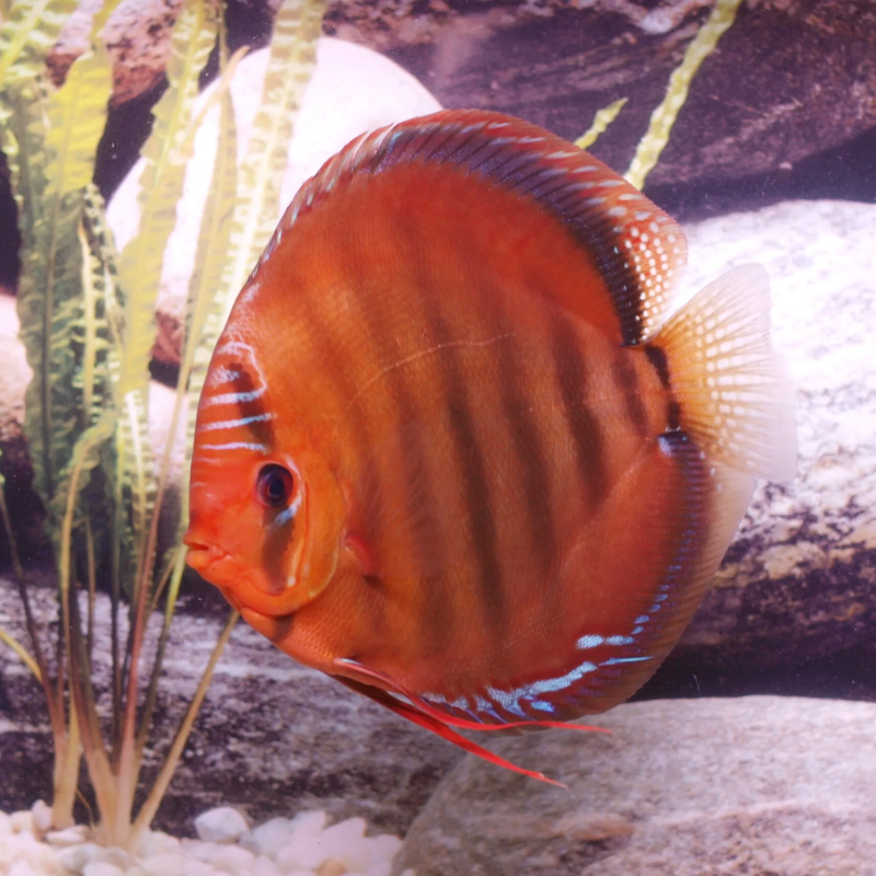 Discus  Santarem 10-11cm le lot de 2