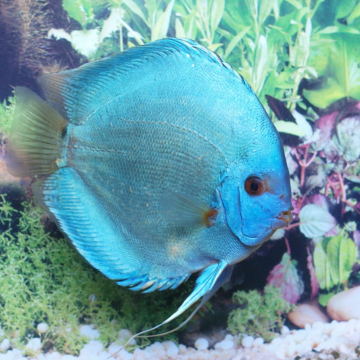 Discus Diamants bleus Stendker d'élevage Allemand 10 cm le lot de 2