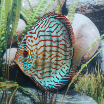 Discus Turquoise Brillant Stendker d'élevage Allemand 14-15 cm le couple