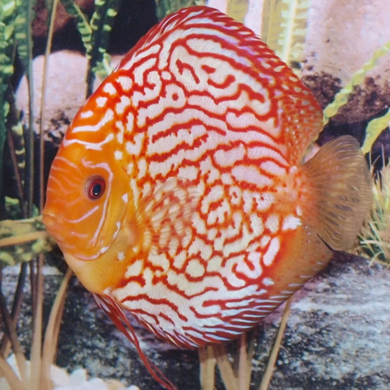 Discus Pigeon blood rouges 15-17cm le couple