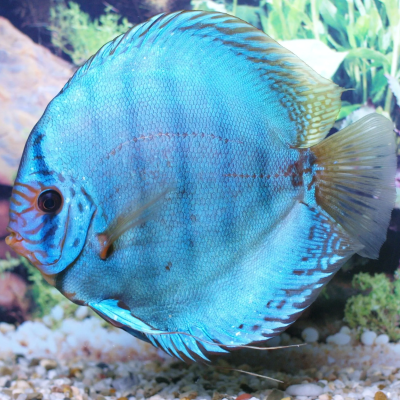 Discus  Cobalt Stendker d'élevage Allemand 12-13 cm