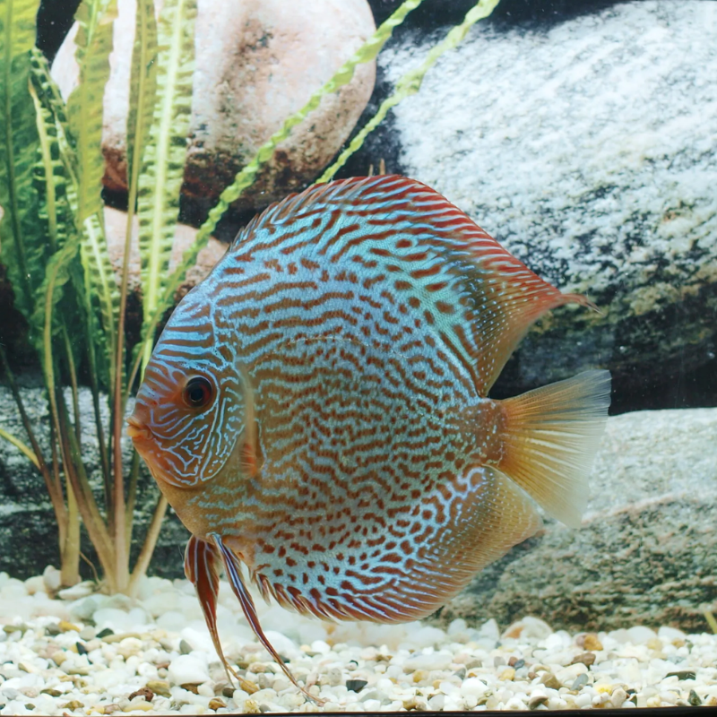 Discus Snake Skin bleus Stendker d'élevage Allemand 12 cm  