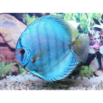 Discus Cobalt Stendker d'élevage Allemand 15-17 cm le couple