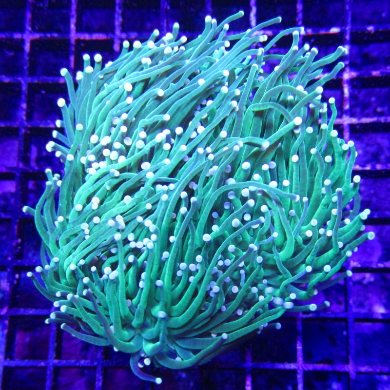 Euphyllia glabrescens vert metallique à pointes vertes 4-6 polypes ...