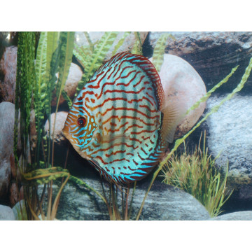 Discus Turquoise Brillant Stendker d'élevage Allemand 15-17 cm le c...