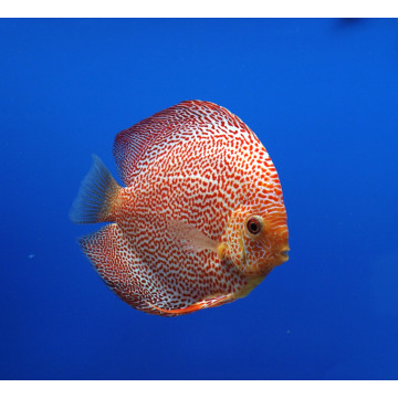 Discus Pigeon Blood bleu Jumbo Stendker d'élevage Allemand le couple