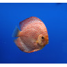 Discus Pigeon Leopard rouge Jumbo Stendker d'élevage Allemand le co...